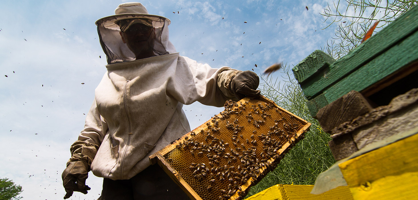 negocio de apicultura