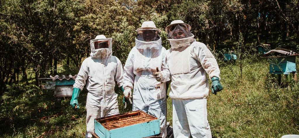 negocio de apicultura en el campo