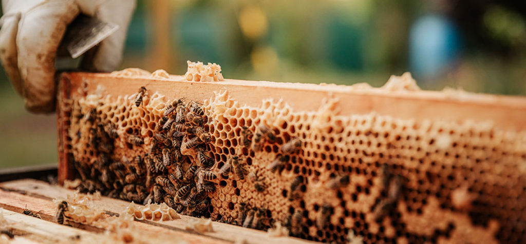 marco de apicultura saliendo de su caja con abejas y miel