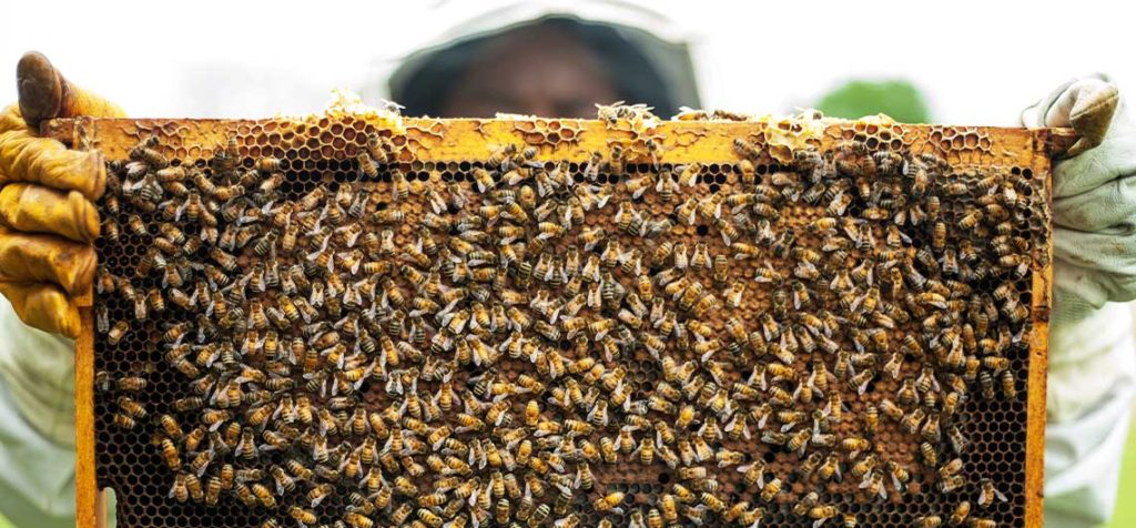 marco de apicultura con abejas y miel